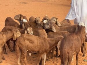 Livestock on the Frontlines: How Sudan’s War is Devastating the Nation’s Animal Resources